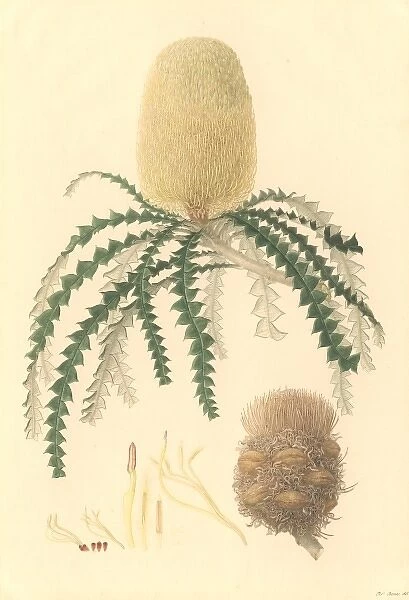 banksia speciosa