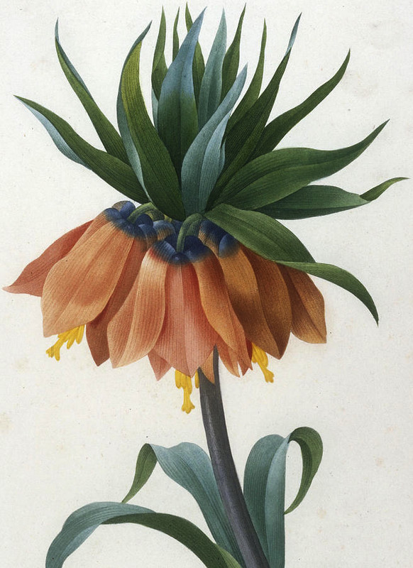 Pierre Joseph Redoute, Prínos týchto litografov v oblasti botanickej ilustrácie bol neoceniteľný