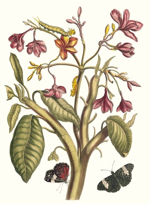 Maria Sibylla Merian plagáty a kresby