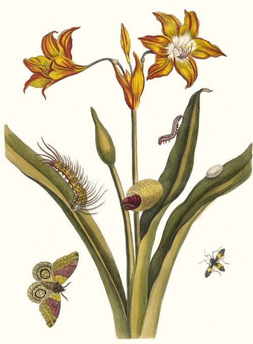 Maria Sibylla Merian plagáty a kresby