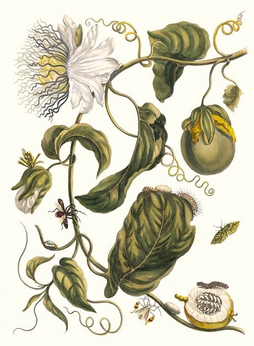Maria Sibylla Merian  plagáty a kresby