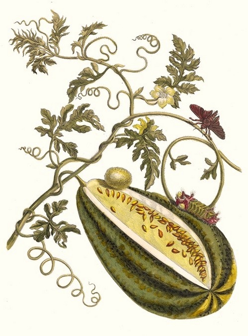 Maria Sibylla Merian  plagáty a kresby