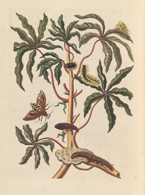 Maria Sibylla Merian