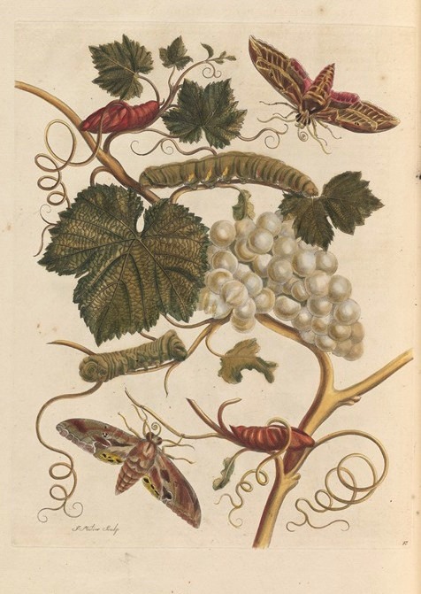 Maria Sibylla Merian