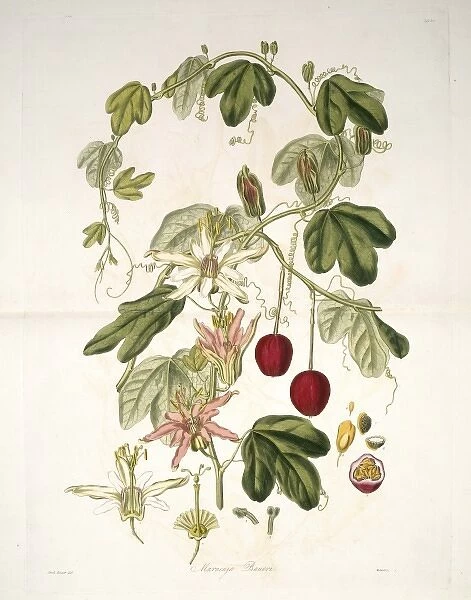 Jedným z najdôkladnejších a najdokonalejších botanických ilustrátorov všetkých čias je Ferdinand Bauer
